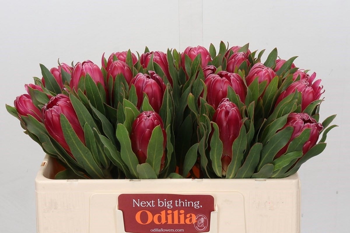 <h4>Protea Brenda</h4>