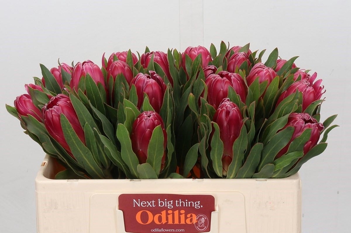 <h4>Protea Brenda</h4>