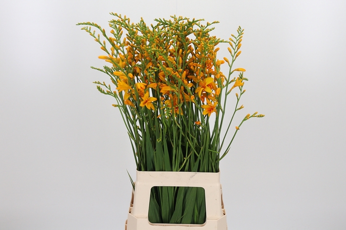 <h4>Crocos Suzanna</h4>