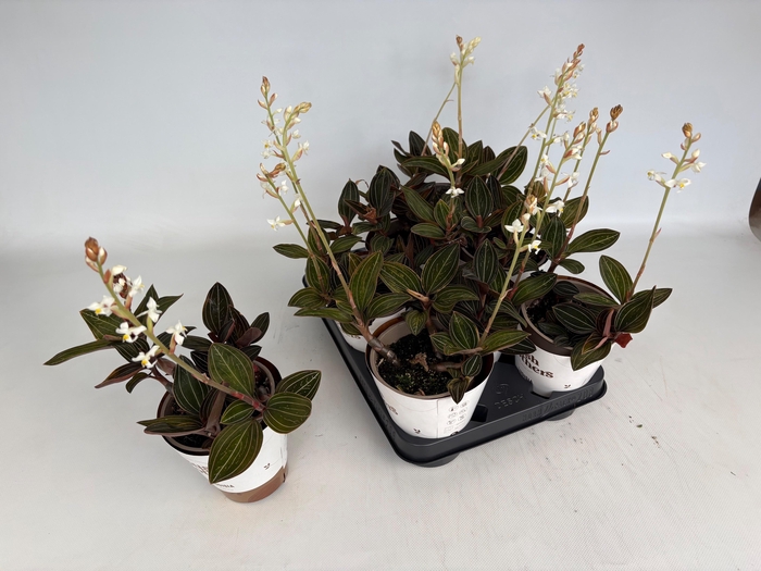 <h4>LUD DISCOLOR</h4>