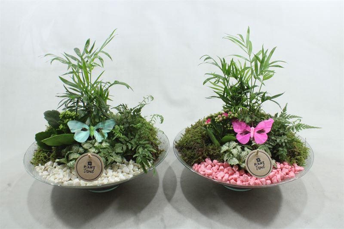 <h4>6909 GLAS 30CM RO/WIT</h4>