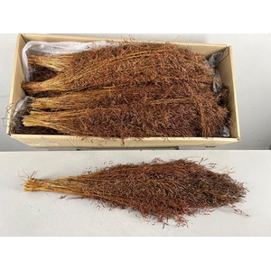 Df Munni Grass 100gr Brown