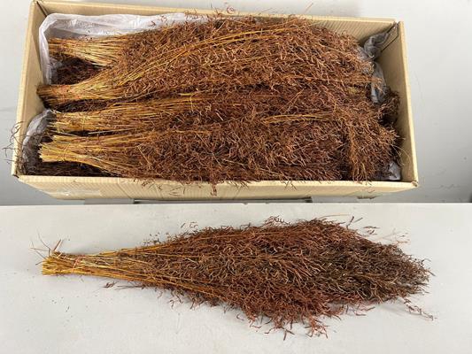 Df Munni Grass 100gr Brown