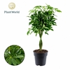 Schefflera Compacta