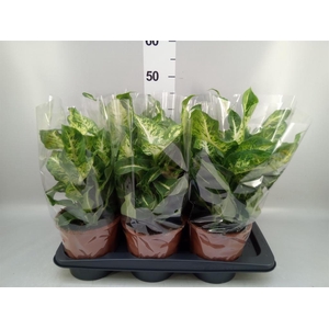 Dieffenbachia  'Mars'