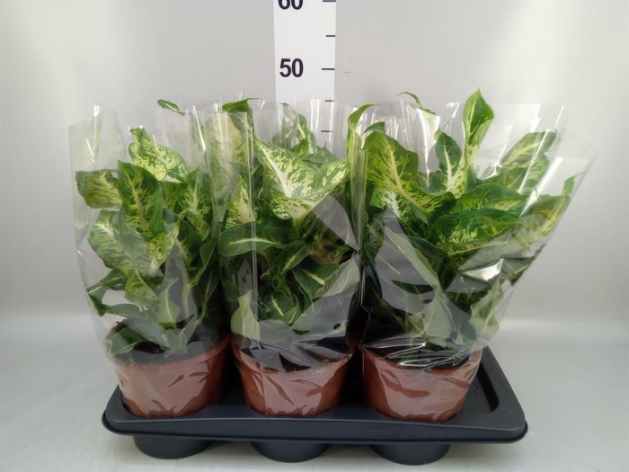 <h4>Dieffenbachia  'Mars'</h4>