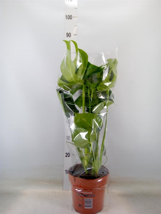 <h4>Monstera delic.</h4>