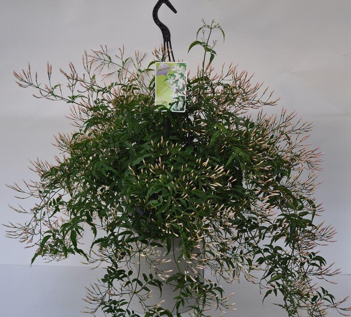 <h4>Jasminum polyanthum</h4>