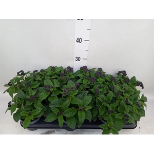 Heliotropium  'Marino Blue'
