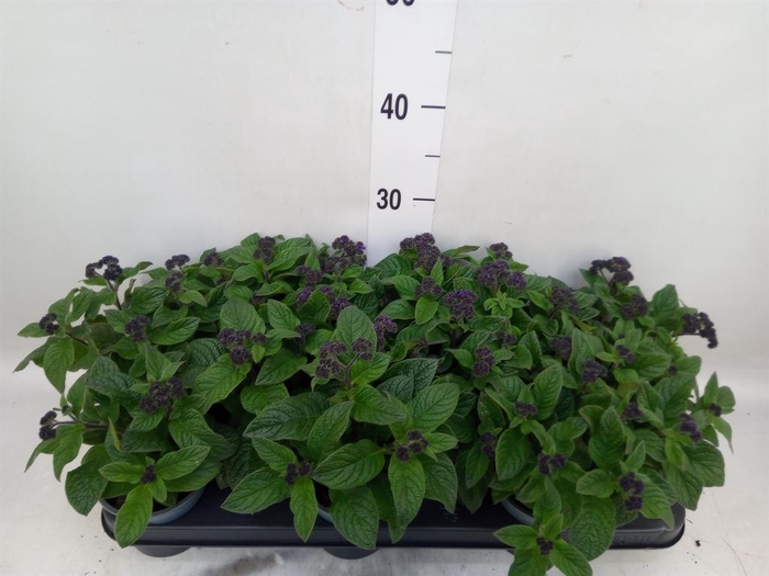 <h4>Heliotropium  'Marino Blue'</h4>