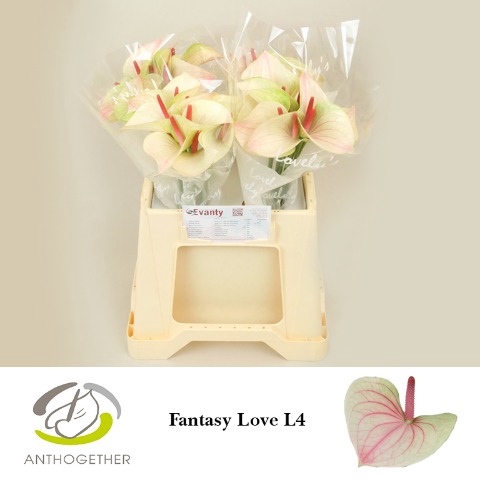 Anthurium Fantasy Love