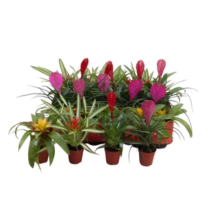 BROMELIA GEM