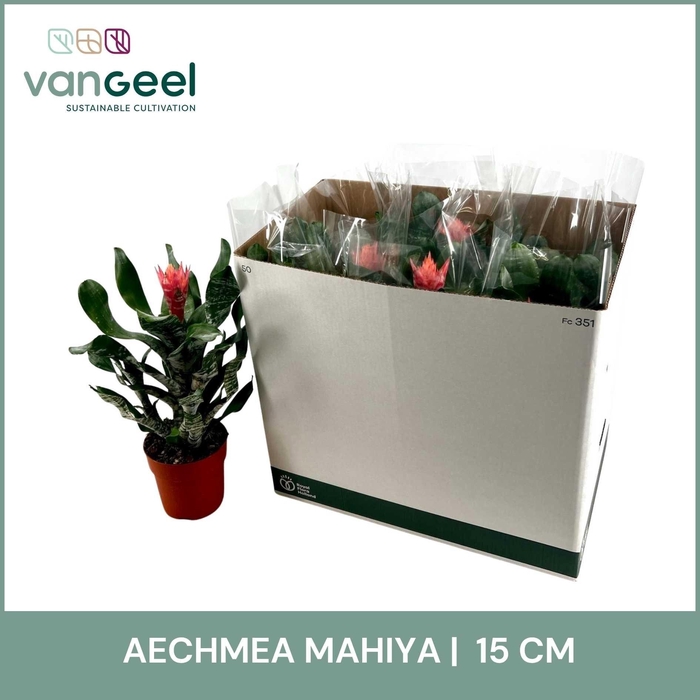 <h4>AECH OV</h4>
