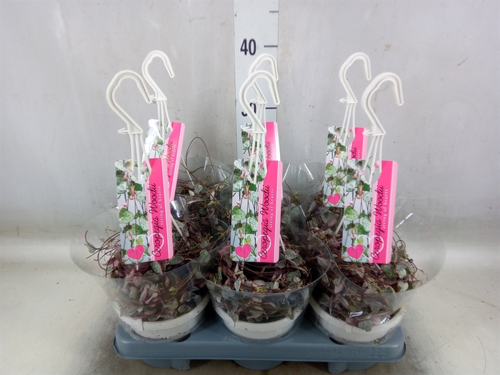 <h4>Ceropegia woodii 'Variegata'</h4>