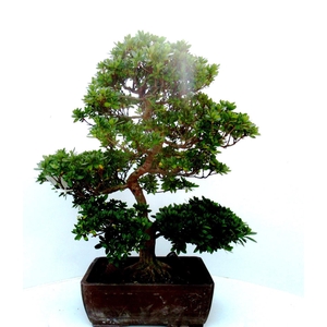 Rhododendron indicum, pot 32. Height 70 cm. (single item)