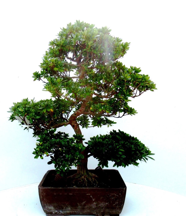 <h4>Rhododendron indicum, pot 32. Height 70 cm. (single item)</h4>