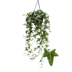 Hedera helix 'Mona Lisa'