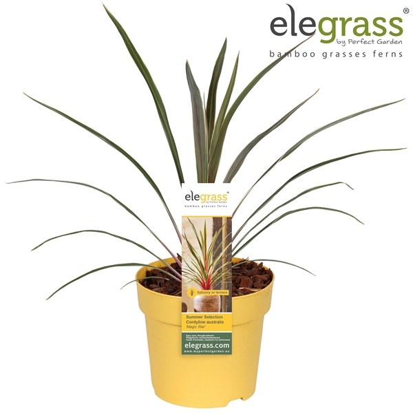 <h4>Cordyline australis 'Magic Star' P14</h4>
