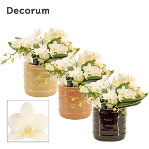 Phalaenopsis table Whitney 4+ tak in Lois (Deco-collection)