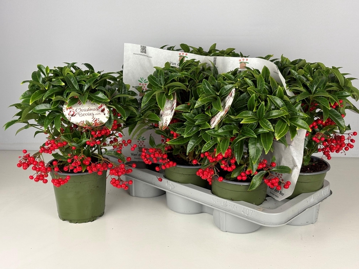 <h4>ARDIS CR BOS PR</h4>