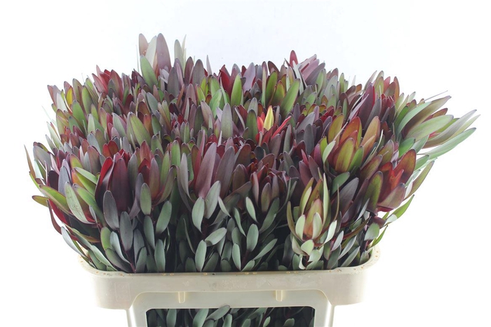 <h4>Leucad Saf Sunset</h4>