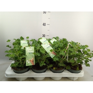 Pelargonium   ...mix smelling