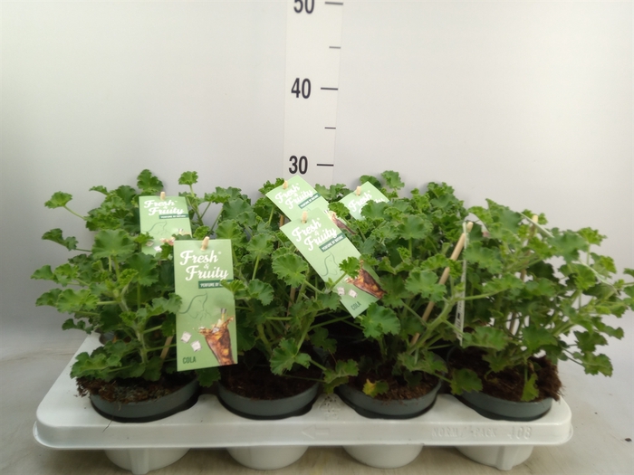 <h4>Pelargonium   ...mix smelling</h4>