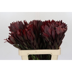 Leucadendron Saf Sunset Dark R.