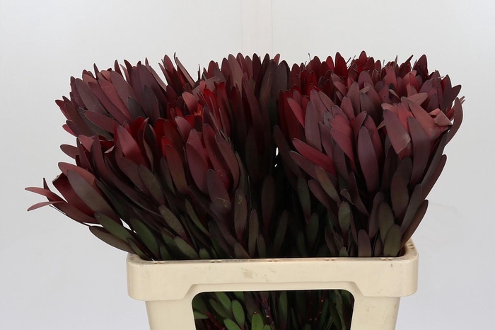 <h4>Leucadendron Saf Sunset Dark R.</h4>