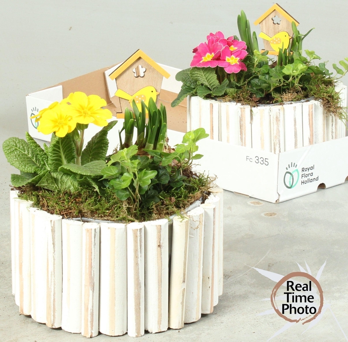 <h4>ARR TUINPLANTEN</h4>