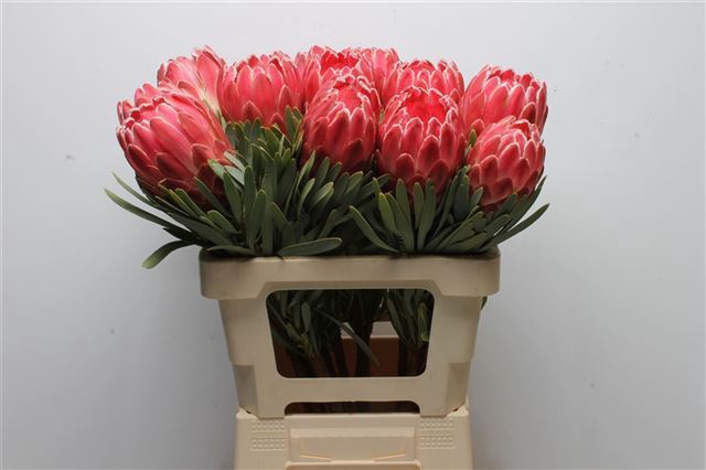 <h4>PROTEA VENUS</h4>