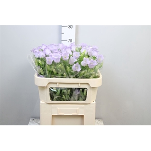 Camp M Champion Lavender