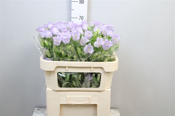 <h4>Camp M Champion Lavender</h4>