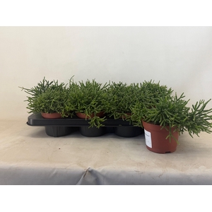 RHIPSALIS BURCHELLII