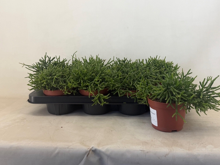 <h4>RHIPSALIS BURCHELLII</h4>