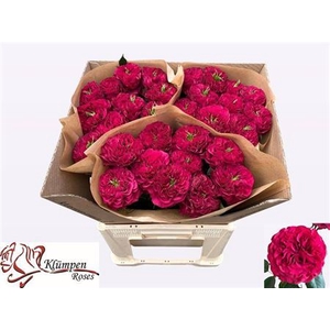 R Gr Bu Cherry Velvet