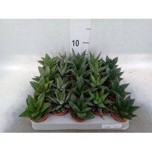 Aloe   ...mix