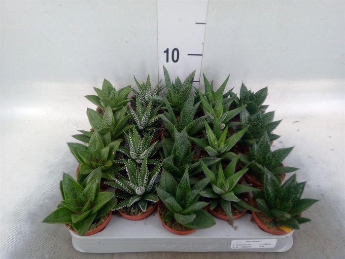 <h4>Aloe   ...mix</h4>