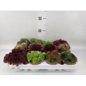 Sempervivum   ...