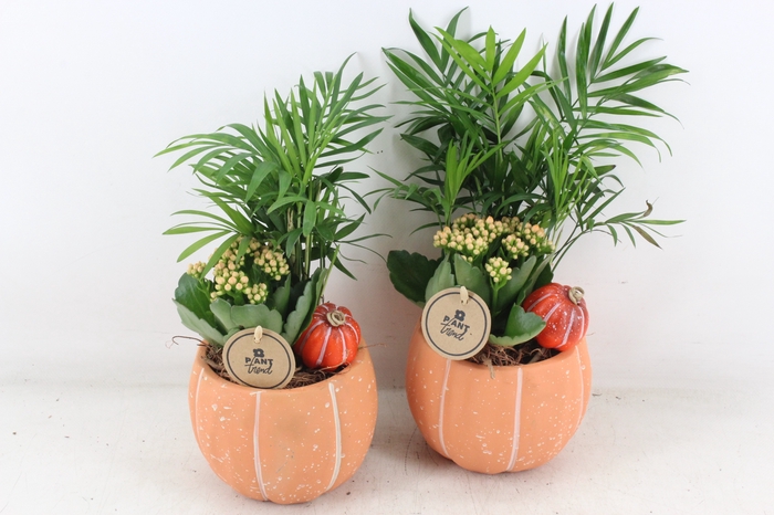 <h4>arr2 PL - Ker. pomp. kl. oranje x3</h4>
