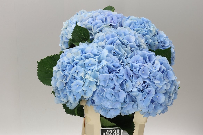 <h4>Hyd Verena Blue Pale</h4>