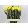 Chrysanthemum Gp Rossano Yellow