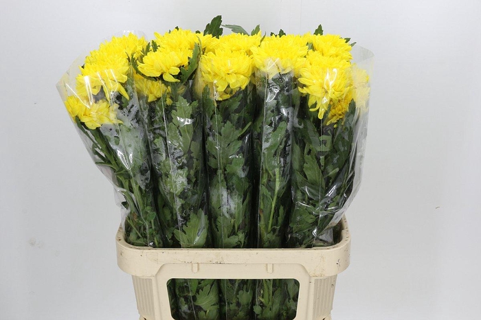 Chrysanthemum Gp Rossano Yellow