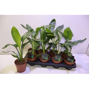 arr8 Strelitzia Niet Bloei