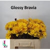 Dahlia Glossy Bravia