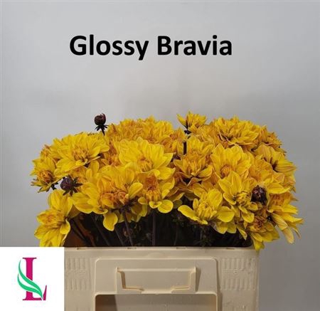 Dahlia Glossy Bravia