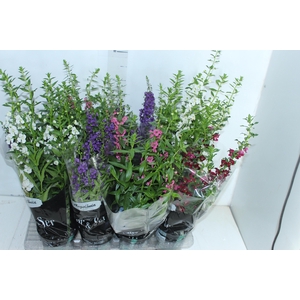 ANGELONIA P14 VARIADO