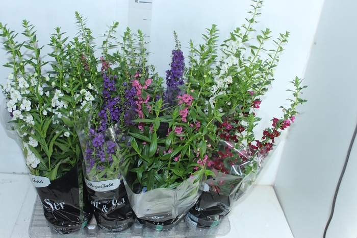 <h4>ANGELONIA P14 VARIADO</h4>