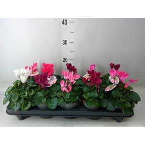 Cyclamen KL   ...patio