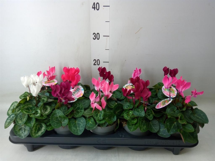 <h4>Cyclamen KL   ...patio</h4>